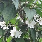 Philadelphus coronarius Habit