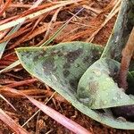 Ledebouria revoluta Лист