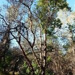 Arbutus menziesii Vekstform