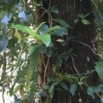 Hydrangea serratifolia Habit