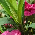 Dianthus chinensis Leaf