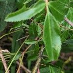 Rosa virginiana Blatt