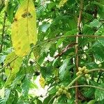 Coffea canephora Fruit