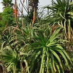 Aloe arborescens叶