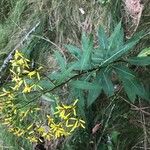 Senecio ovatus Habit