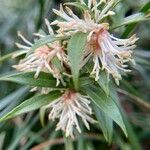 Sarcococca hookeriana Flower