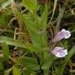 Scutellaria racemosa عادت داشتن