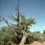 Juniperus osteosperma Hábito