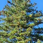 Pinus lambertiana Hábito