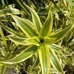 Dracaena reflexaList