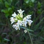 Fourraea alpina Floare