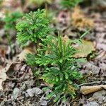 Lycopodium dendroideumFolla