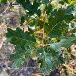 Quercus garryana Leaf