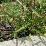 Lobelia laxiflora Folha