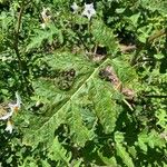 Solanum sisymbriifolium Folio