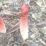 Balanophora fungosa Hoja