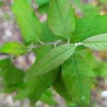 Buddleja auriculata Leaf