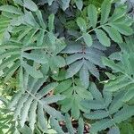 Melianthus major Leaf