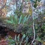 Smilax laurifolia Leaf