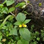 Calyptocarpus vialis Fleur
