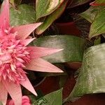 Aechmea fasciata Habitus