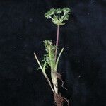 Bupleurum gracillimum موطن