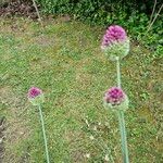 Allium ampeloprasum Kvet