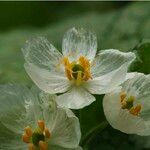 Podophyllum grayi Flower