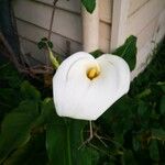 Zantedeschia aethiopica Blüte