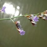 Limonium auriculiursifolium Други