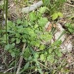 Artemisia princeps List