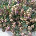 Origanum scabrum Flower