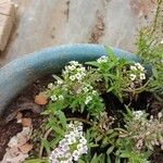 Lobularia maritimaFlower