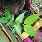 Cassia fistula Leaf