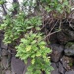 Argyranthemum broussonetii Характер