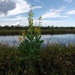 Crotalaria spectabilis Кветка