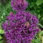 Allium nigrum Cvet