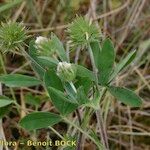 Trifolium leucanthum 形态