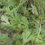 Geum triflorum Liść