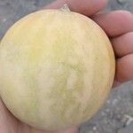 Citrullus colocynthis Fruto