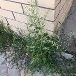 Chenopodium ficifolium Vivejo