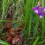 Lathyrus palustris Plante entière