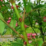 Rosa setigera Corteccia