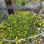 Ranunculus sardousFiore