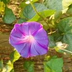 Ipomoea hederacea Λουλούδι