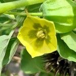 Physalis viscosa Blüte