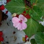 Impatiens walleriana Flower