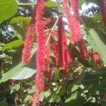 Acalypha hispidaফুল