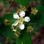 Photinia villosa Flower