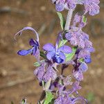 Trichostema parishii Flower